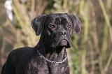 CANE CORSO 1369